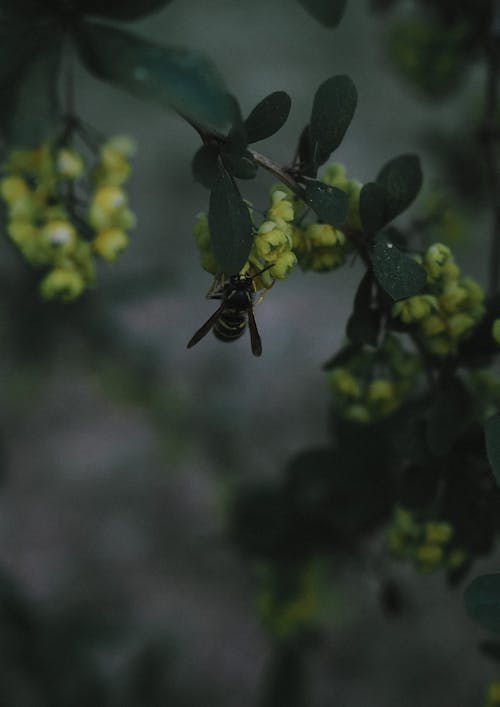 免费 垂直拍摄, 授粉, 昆蟲 的 免费素材图片 素材图片