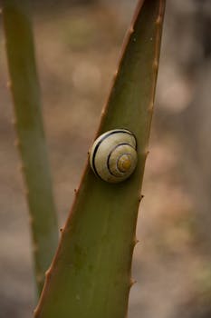 Close-up of a snail resting on an aloe leaf, capturing serene nature.