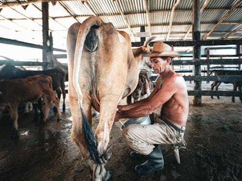 Shirtless Man Milking Cow