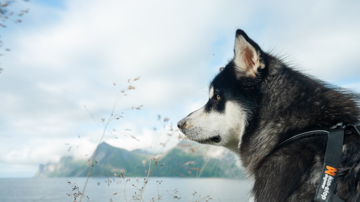 Close Up Photo of a Siberian Husky Dog