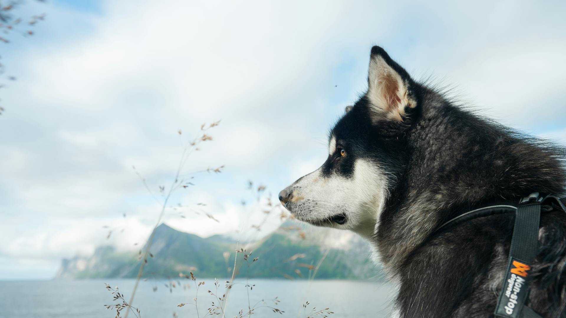 Een close-upfoto van een Siberische husky