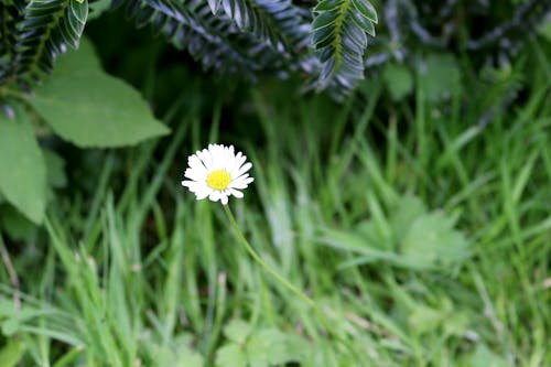 Lovely Daisy