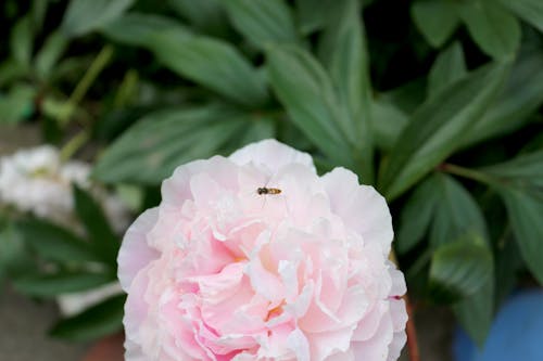 Beautiful Peony