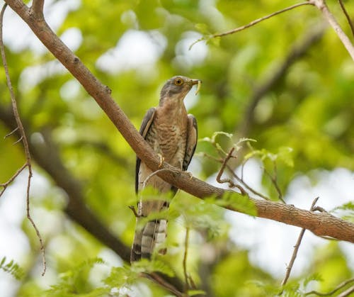 Brown Bird on a Tree Branch