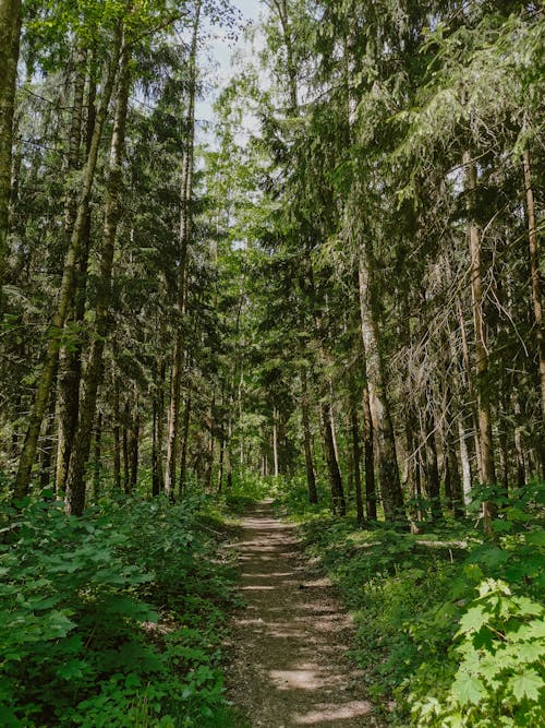 orman, yaz, лес içeren Ücretsiz stok fotoğraf