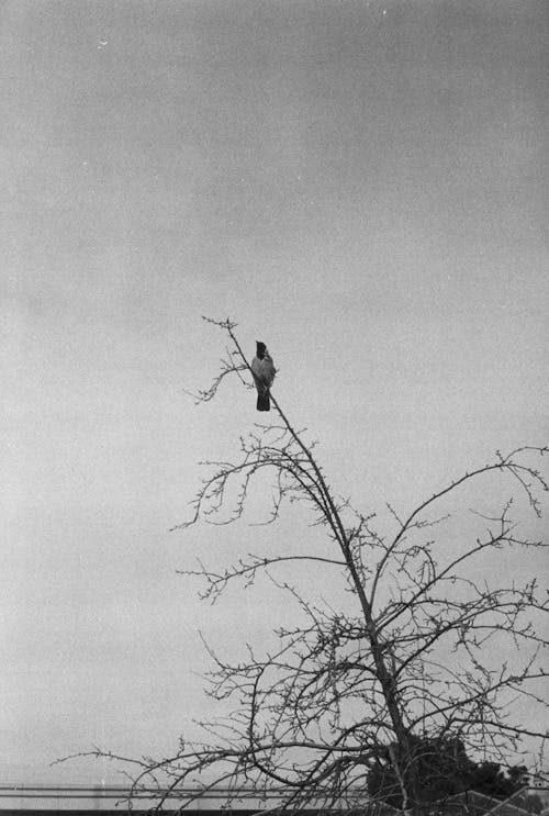 Grayscale Photography of a Bird Perched on a Tree Branch
