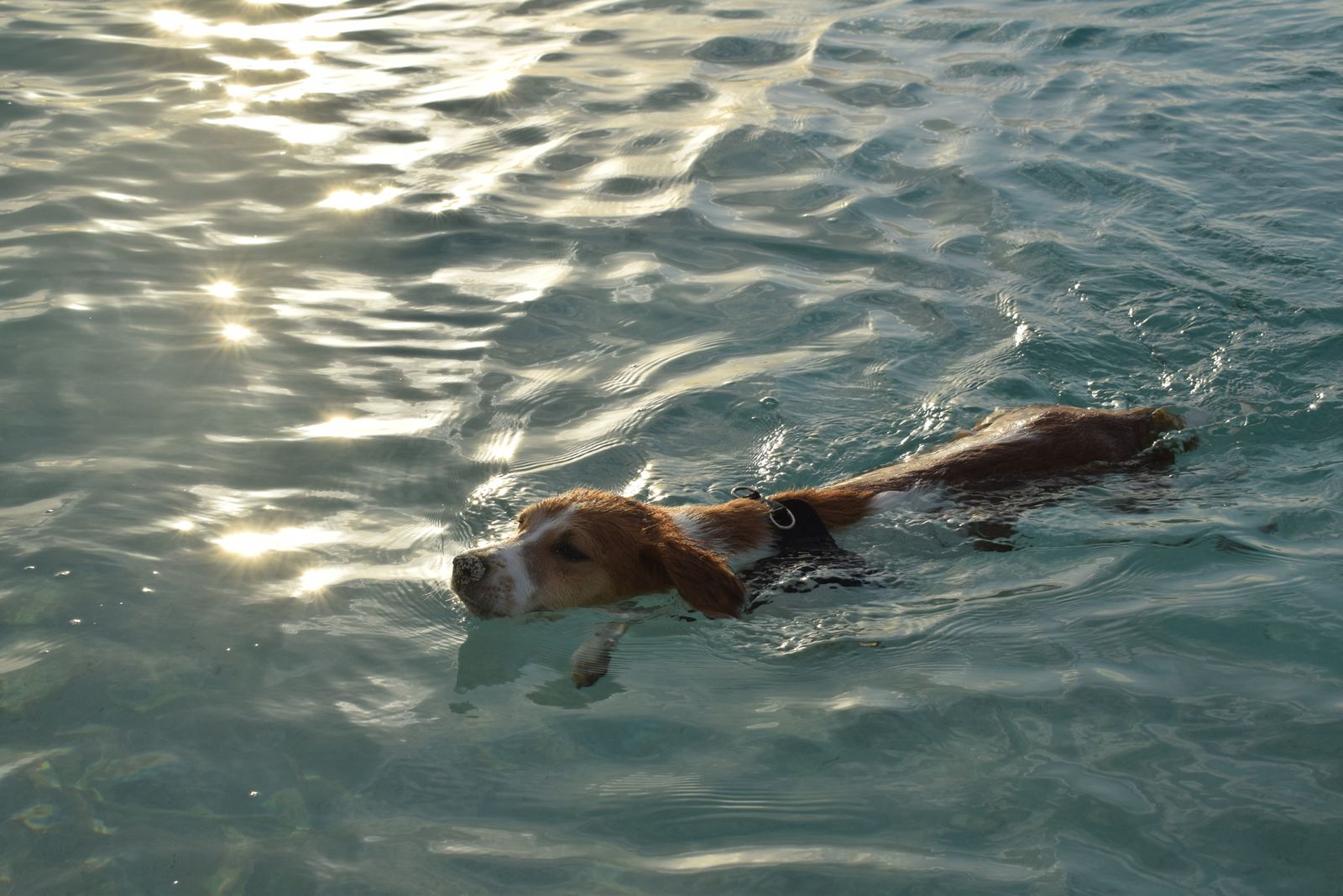A dog swimming through open water