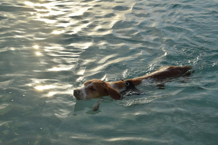 A Dog Swimming In The Water 