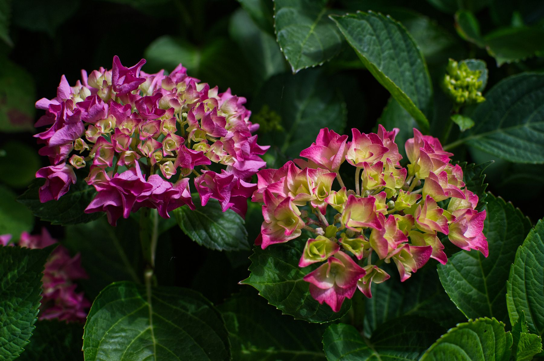Hydrangea shrub needing careful pruning Hydrangea shrub with flower heads
