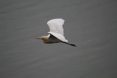 Бесплатное стоковое фото с белая птица, бесплатные фотографии, журавль