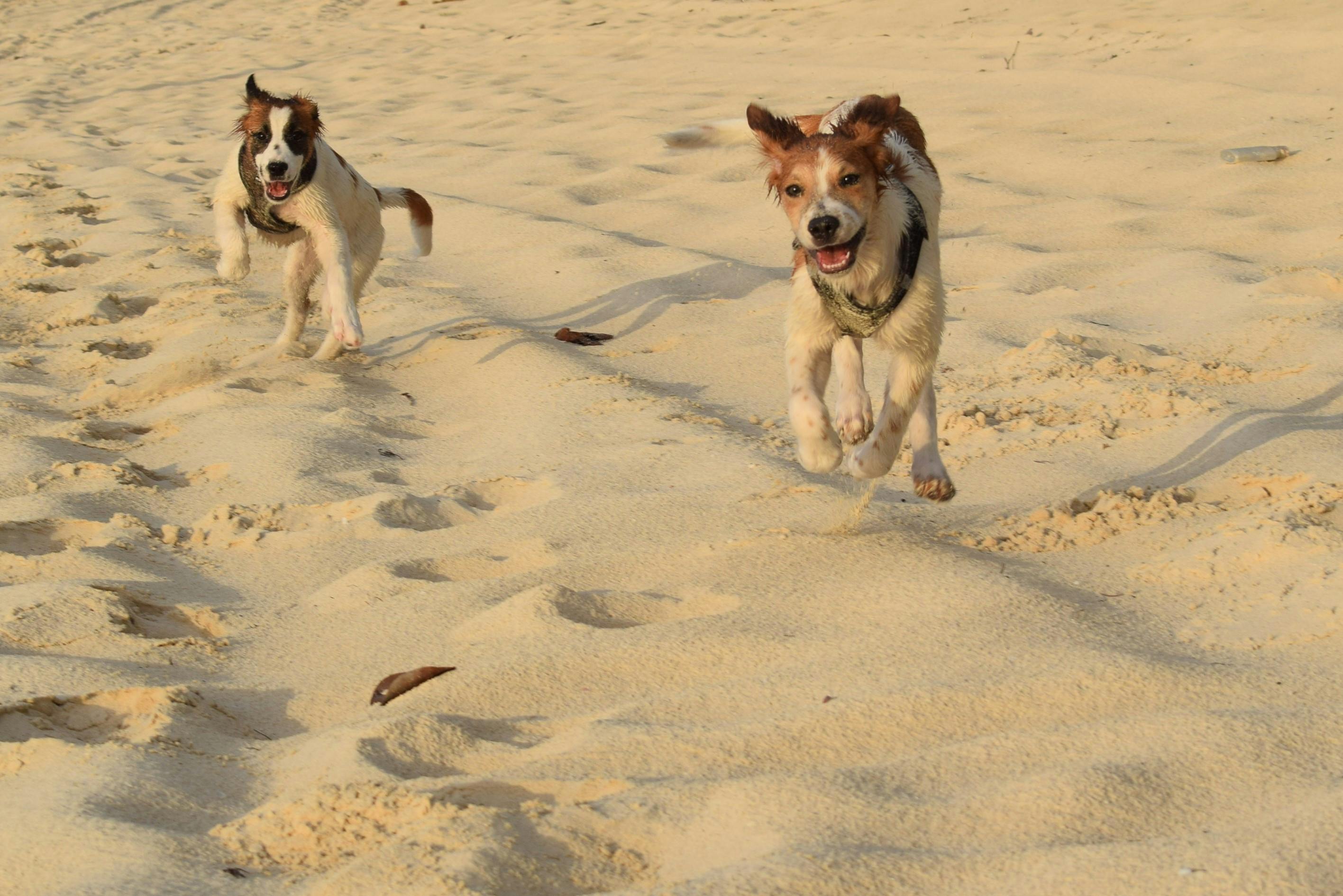 cute dogs running on the sandy shore