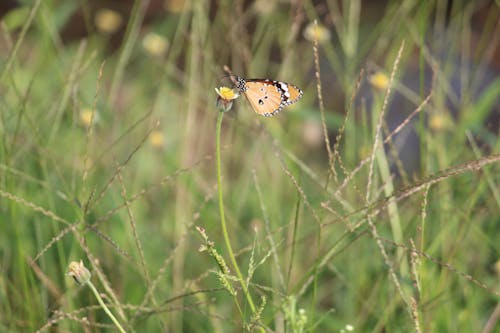 Foto profissional grátis de borboleta, borboleta em uma flor, eu amo fotografia