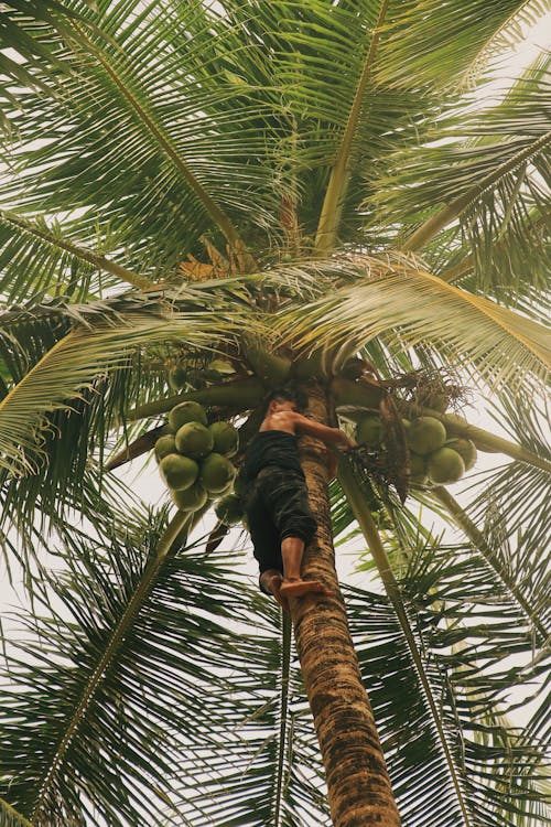 Boy Climbing on Coconut Tree