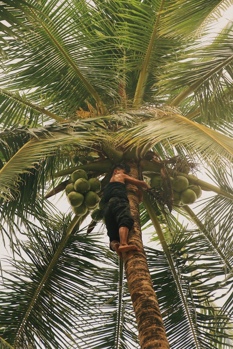 Boy Climbing On Coconut Tree