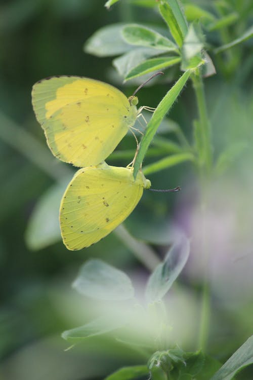 Foto profissional grátis de amarelo, borboletas, eu amo fotografia
