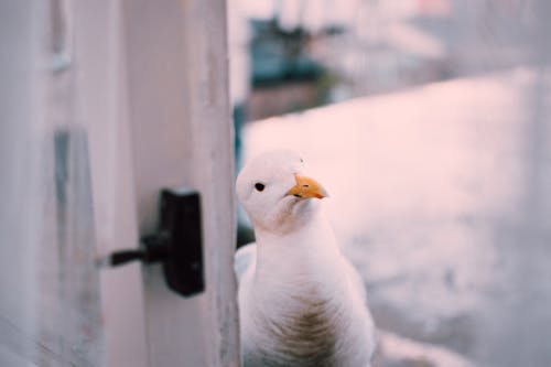 Selective Focus Photography Of Herring Gull Beside Window