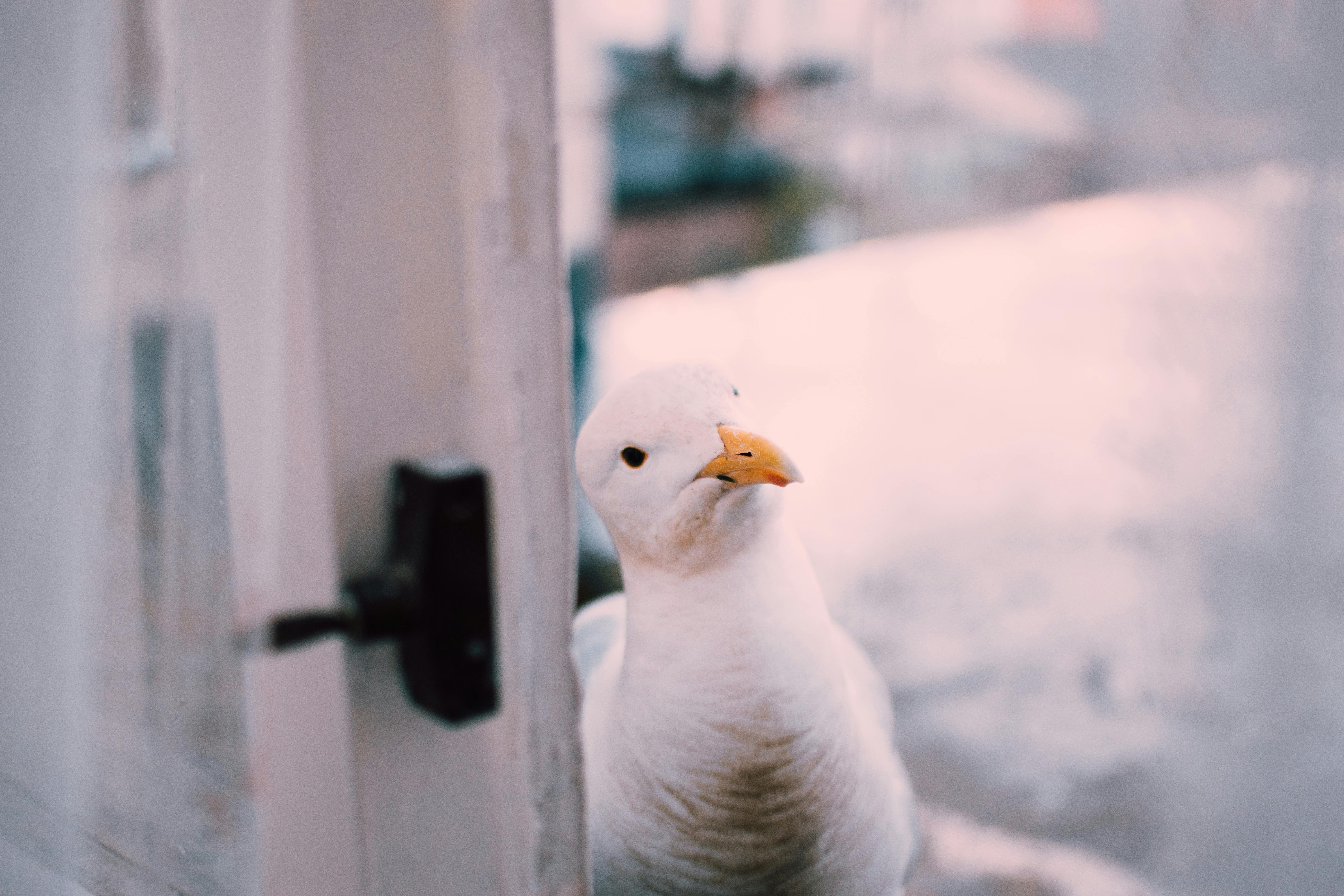 かもめ 動物 可愛いの無料の写真素材