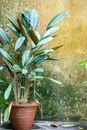 To plant Images
