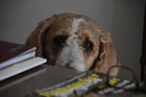 Бесплатное стоковое фото с labradoodle, любопытный, офис