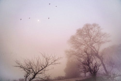 Gratis lagerfoto af flot natur, fotografering fra lav vinkel, fuglfotografi