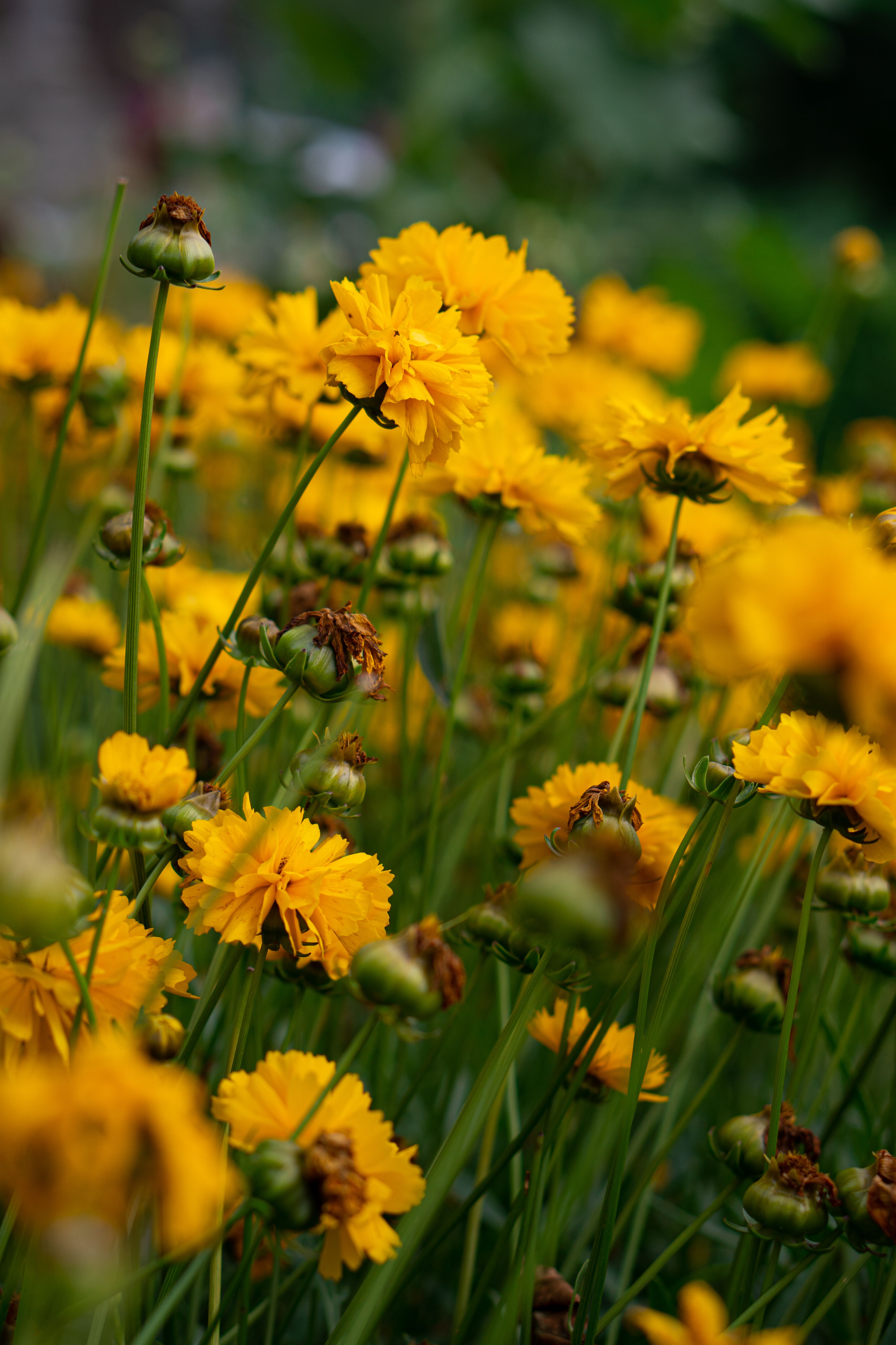 Beautiful Yellow Flowers in Close-up Photography · Free Stock Photo