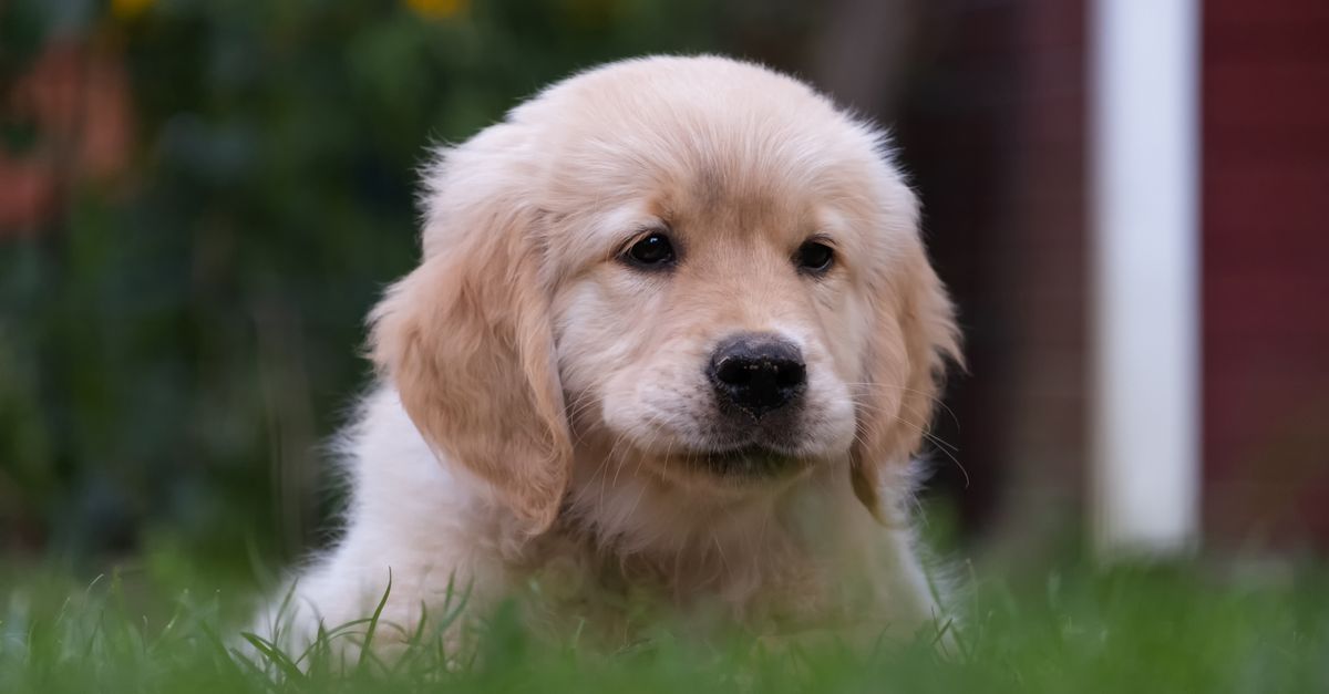 Golden Retriever