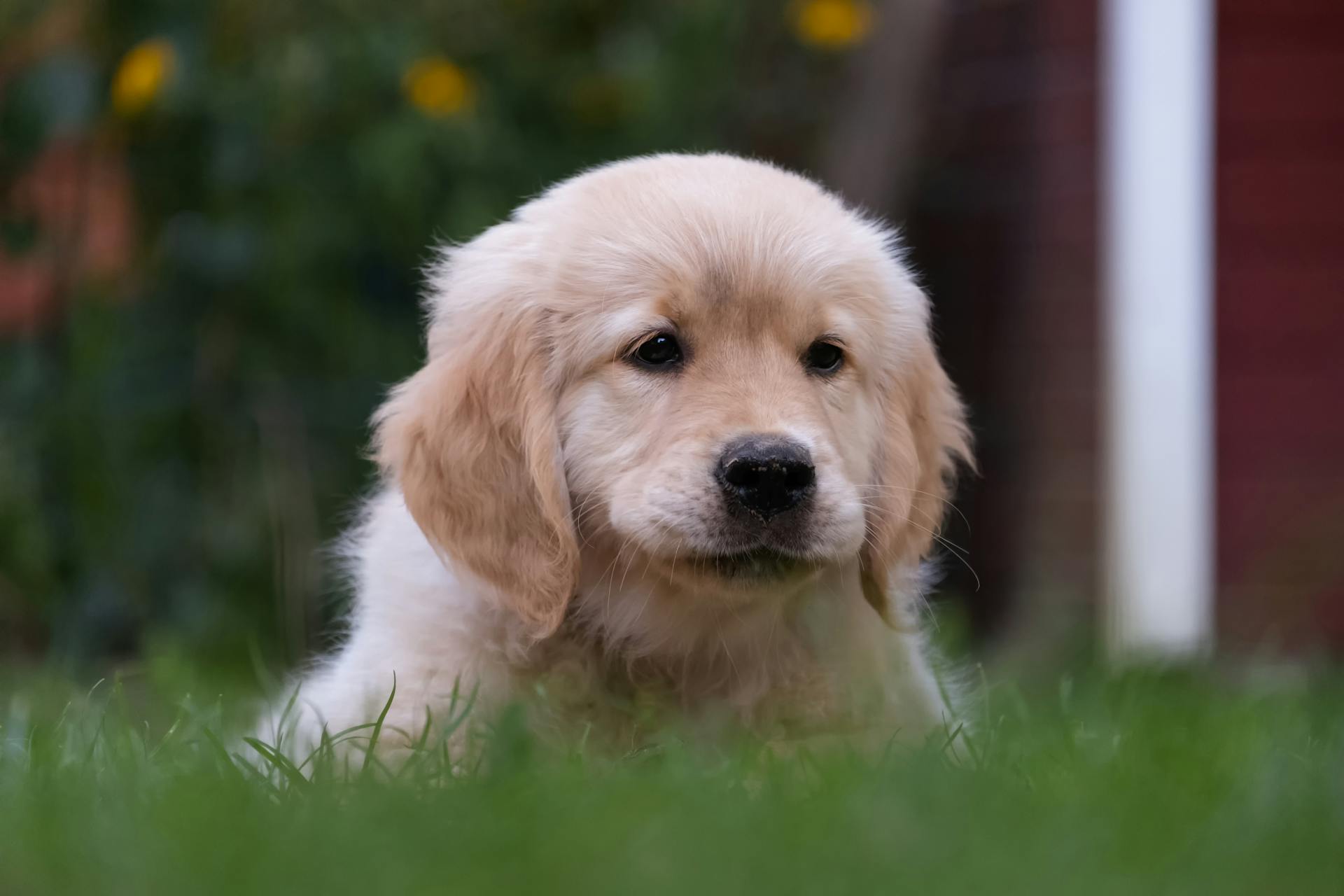 Een close-upfoto van een schattige Golden Retriver-puppy