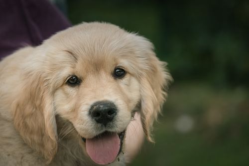 Free Close-up of a cute Golden Retriever puppy with fluffy fur and a playful expression. Stock Photo