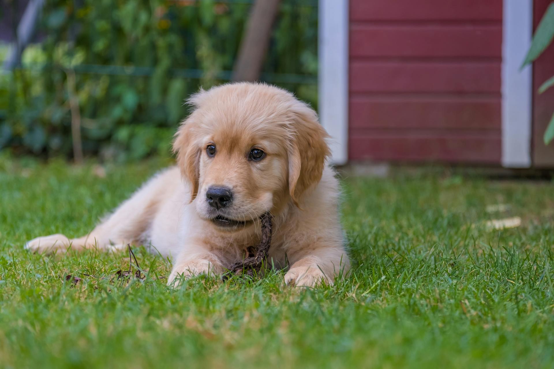 En golden retriever-valp på gräset