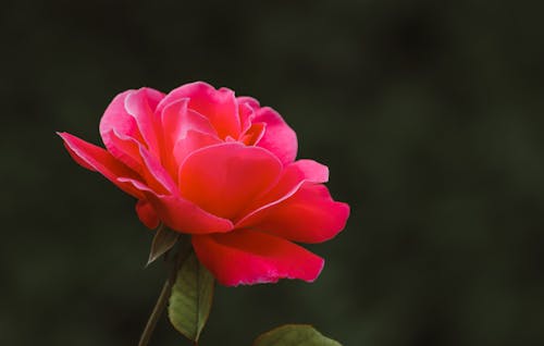 Free Close-Up Video Of Pink Flower Stock Photo
