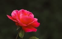 特写：黑暗背景下盛开的美丽红玫瑰