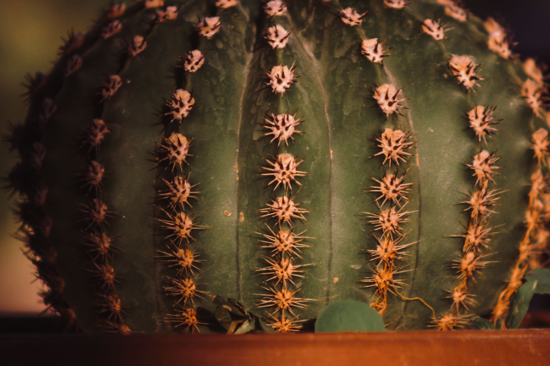 Detailed macro shot of a spiky cactus in Aaqrabâte, Syria.