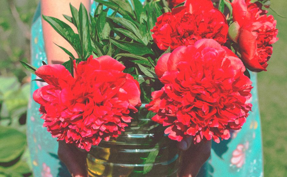 A close-up of vibrant red peonies held in a glass vase, capturing the essence of summer beauty.