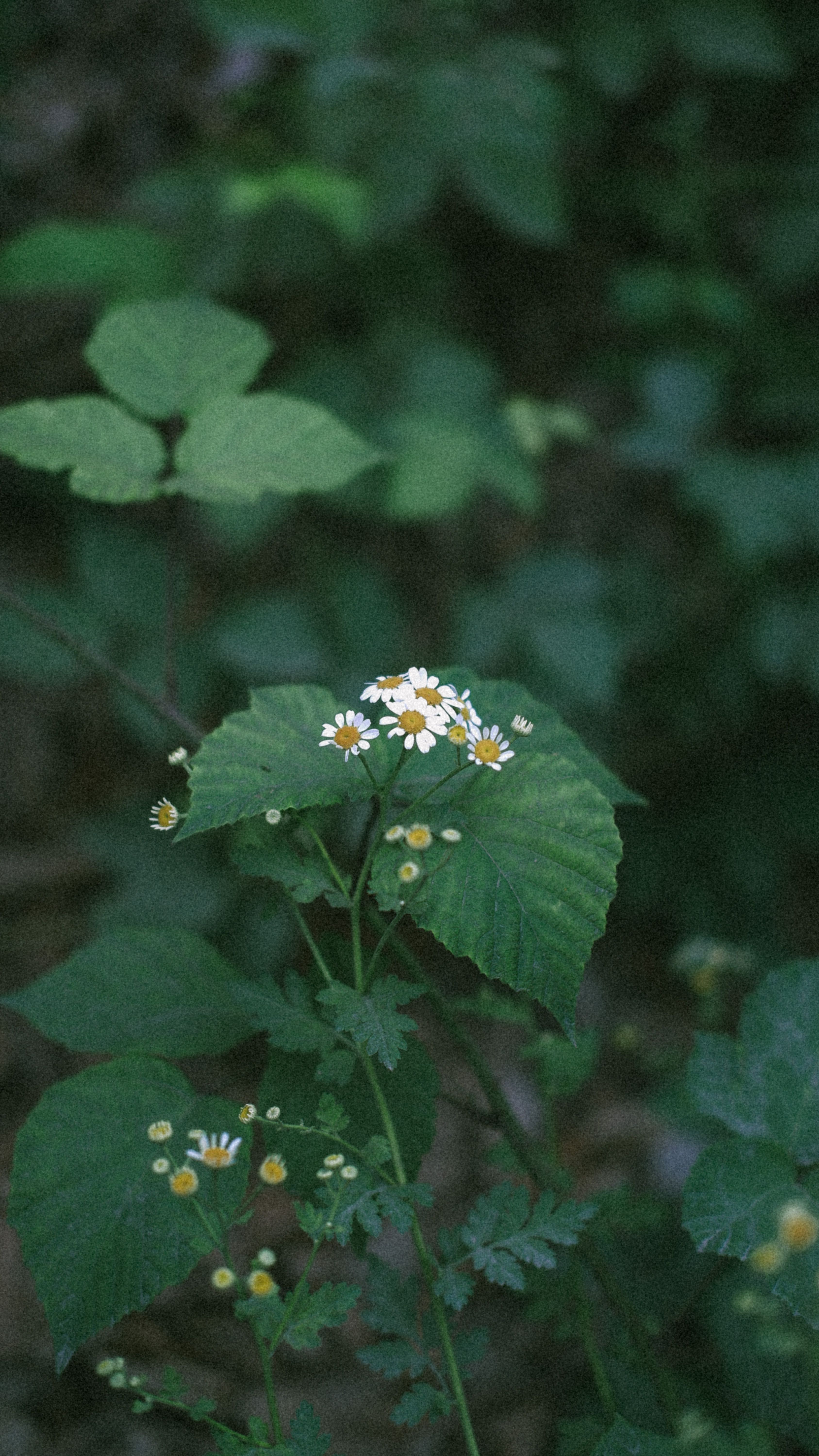 A close-up view of delicate white flowers among lush green leaves in a natural setting.