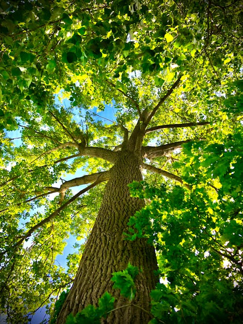 Foto profissional grátis de árvore, tiro vertical, tomada de ângulo baixo