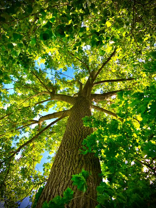 Free Low angle view of a tall tree trunk with vibrant green leaves against a clear blue sky in Belgium. Stock Photo