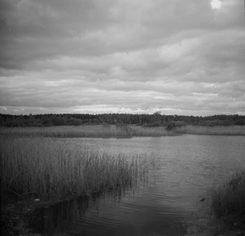 Monochrome Photo of Marsh with Grass under Cloudy SKy 