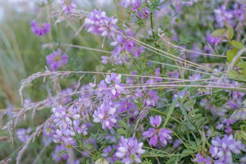 免費 植物群, 特寫, 紫色的花朵 的 免費圖庫相片 圖庫相片