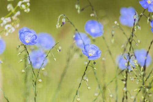Free Blue Flower in Tilt Shift Lens Stock Photo