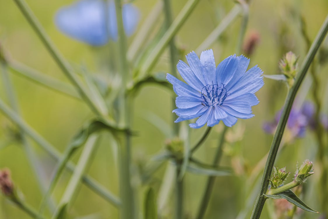 Blue Chicory Flower in Tilt Shift Lens