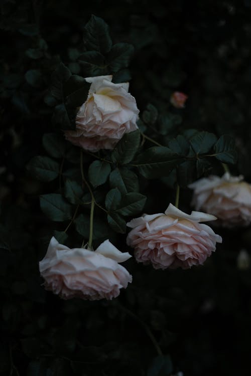 エステティック, バラ, 咲くの無料の写真素材