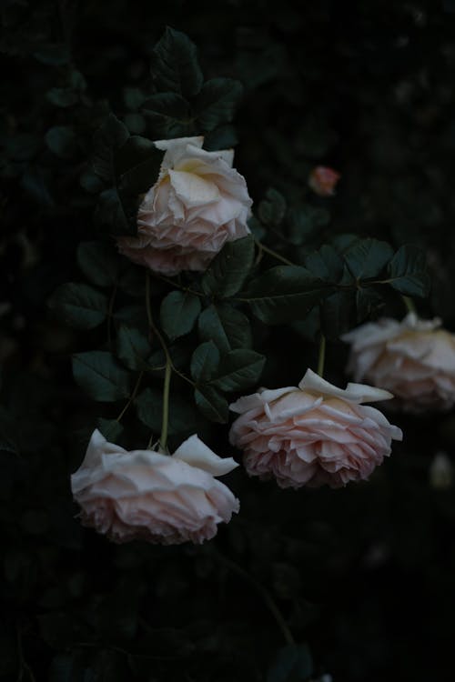 Blooming Pink Roses 