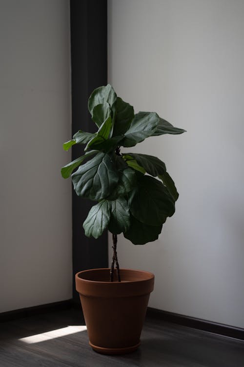 Green Plant on Brown Clay Pot