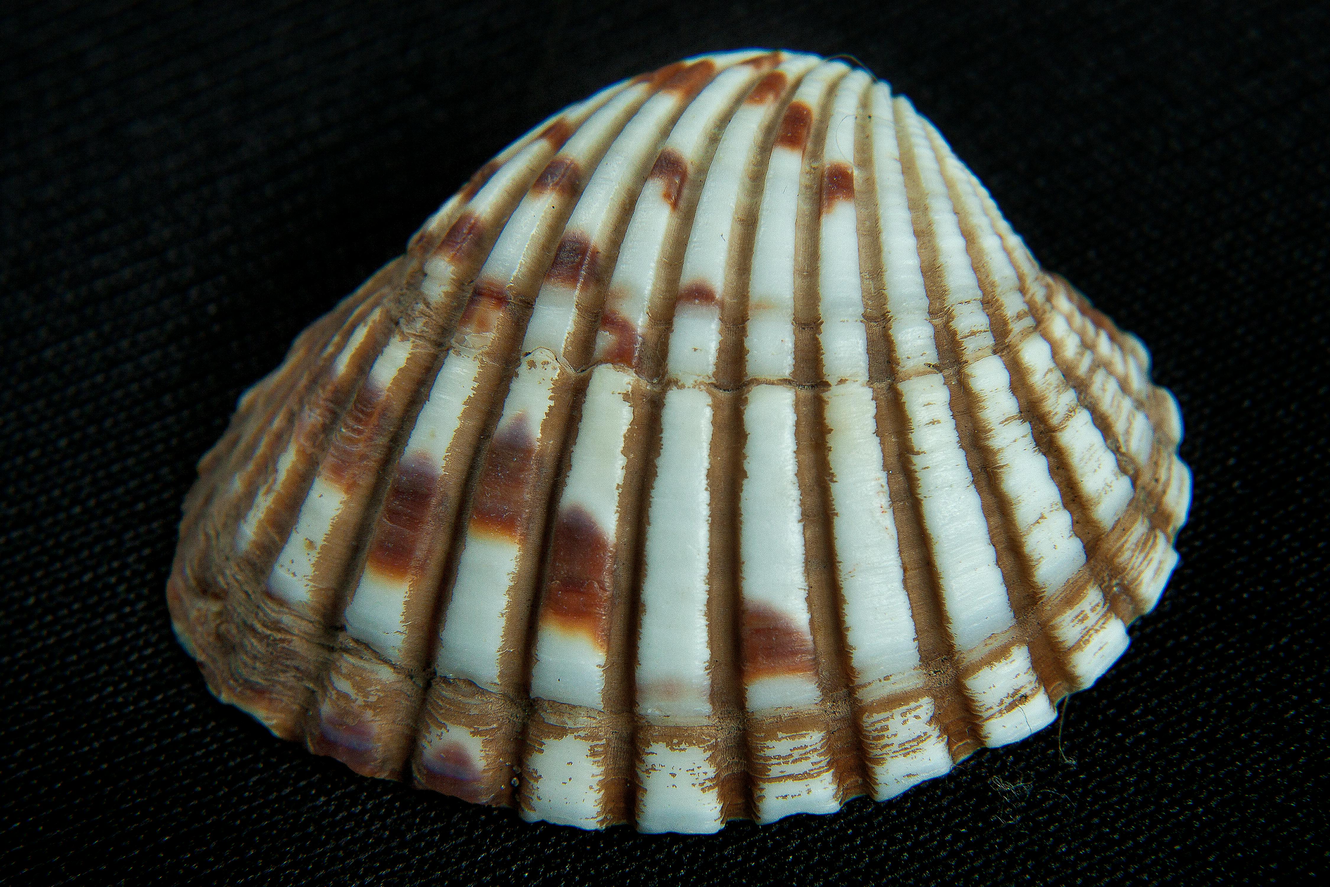 Free stock photo of sea shells