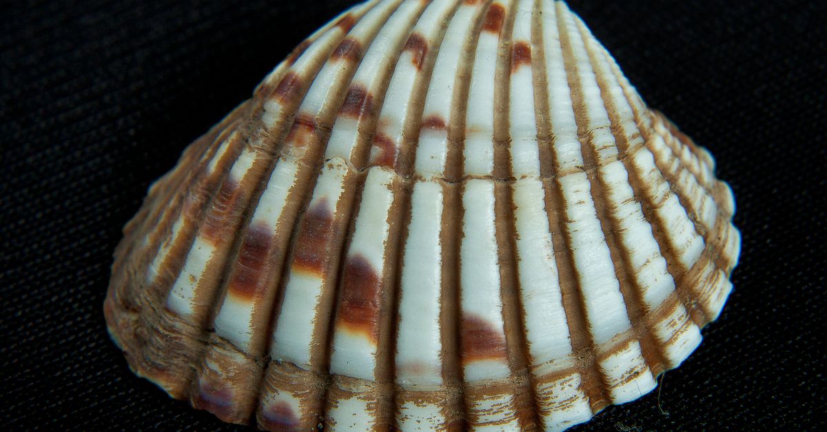Ali Sea Shell Free stock photo of sea shells