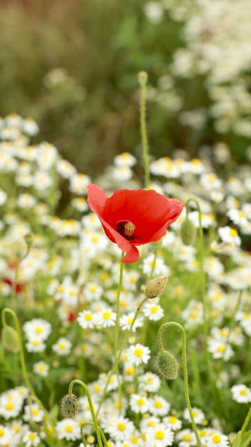 Close-up of a vibrant red poppy surrounded by white daisies, capturing the beauty of summer blooms.