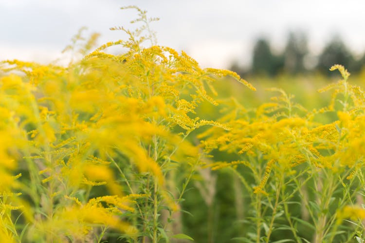 Close-up Shot Of Canada Goldenrod Plant