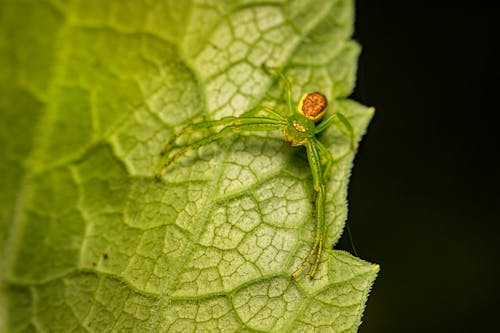 Crab Spider Crawling on Green Leaves