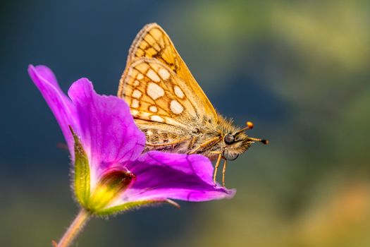 Chequered Skipper Butterfly Perched on Purple Butterfly