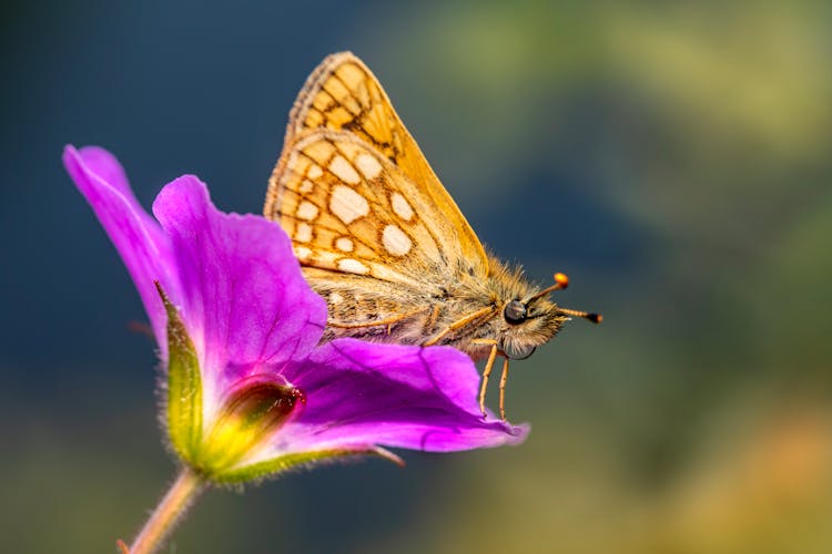 Chequered Skipper Butterfly Perched On Purple Butterfly